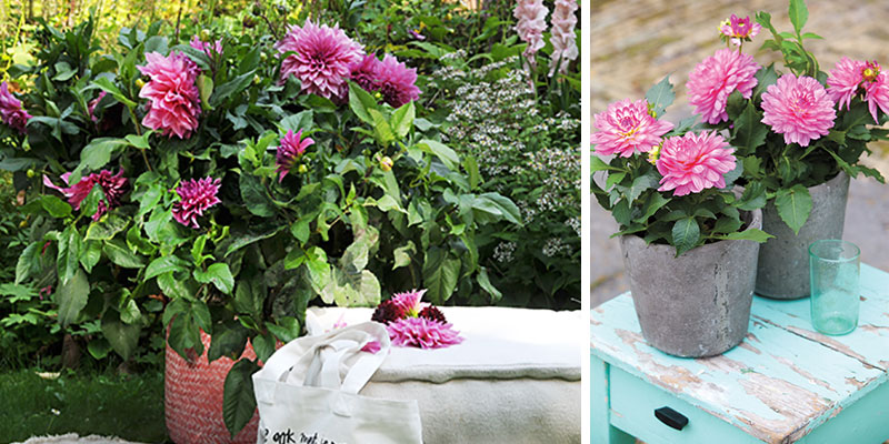 dahlia odlad i kruka sommardahlia